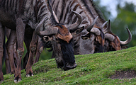 Blue wildebeest (Connochaetes taurinus)
